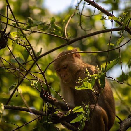 Hotel Tree Tops- A Serene Friendly Hotel In Sauraha Chitwan Exterior foto
