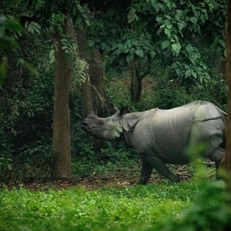 Hotel Tree Tops- A Serene Friendly Hotel In Sauraha Chitwan Exterior foto