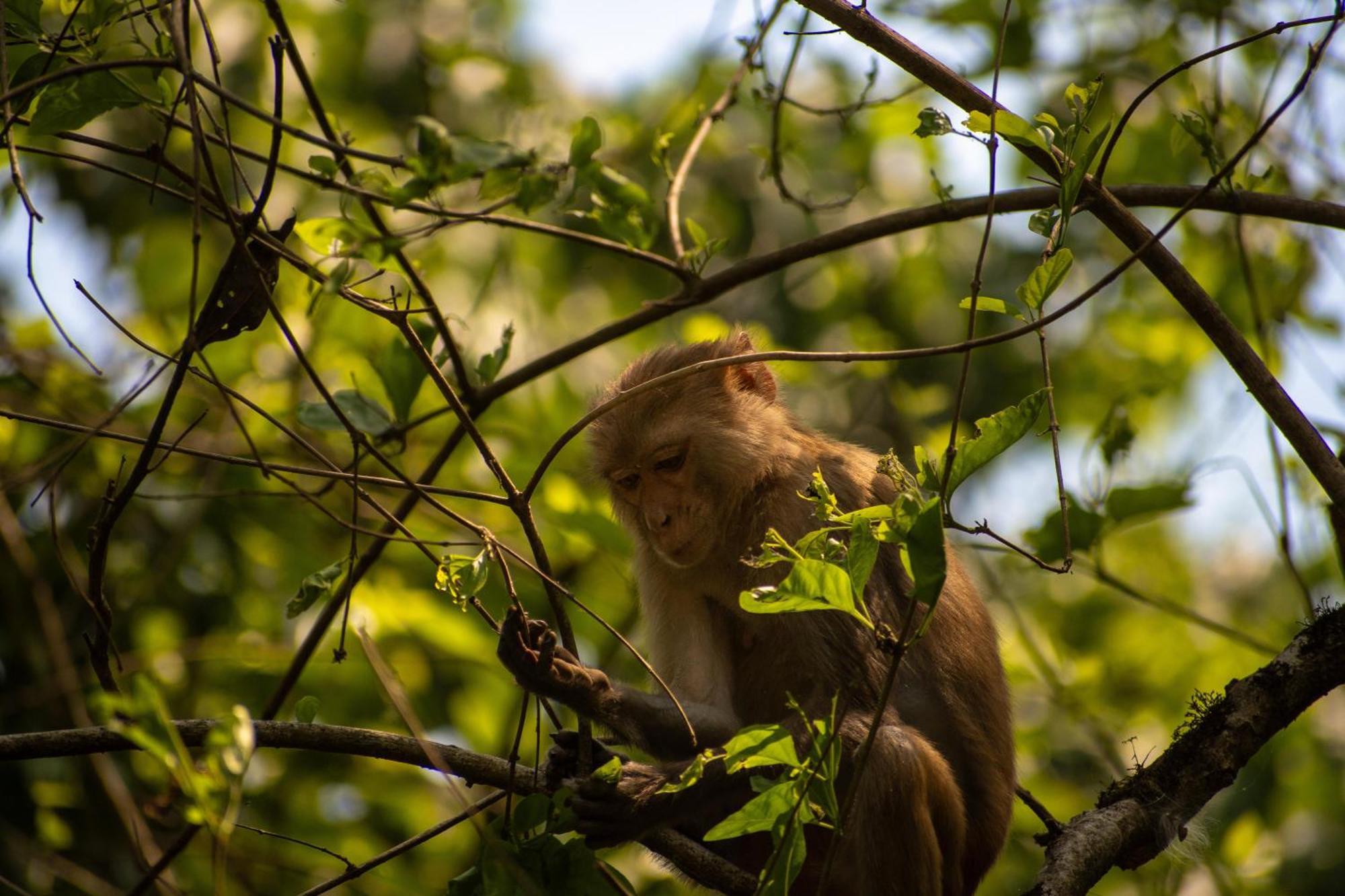 Hotel Tree Tops- A Serene Friendly Hotel In Sauraha Chitwan Exterior foto