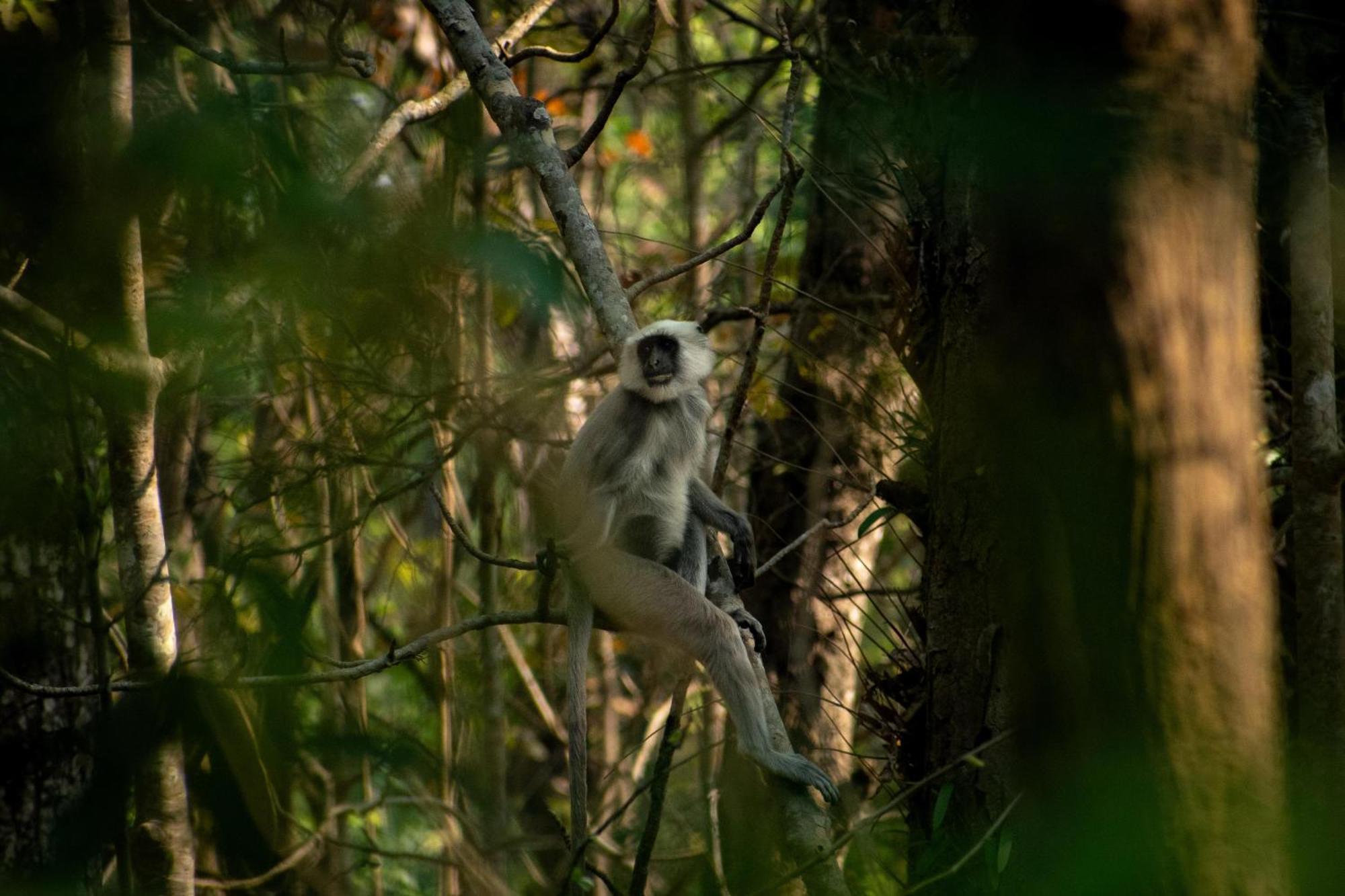 Hotel Tree Tops- A Serene Friendly Hotel In Sauraha Chitwan Exterior foto