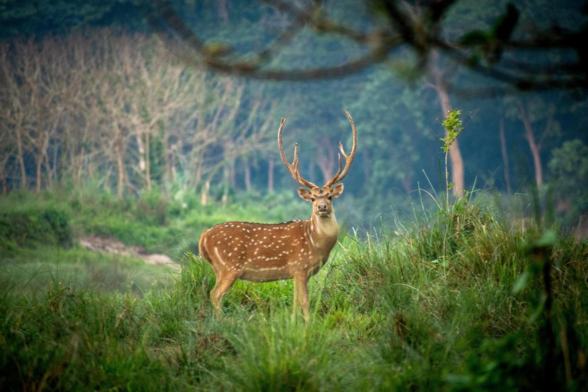 Hotel Tree Tops- A Serene Friendly Hotel In Sauraha Chitwan Exterior foto