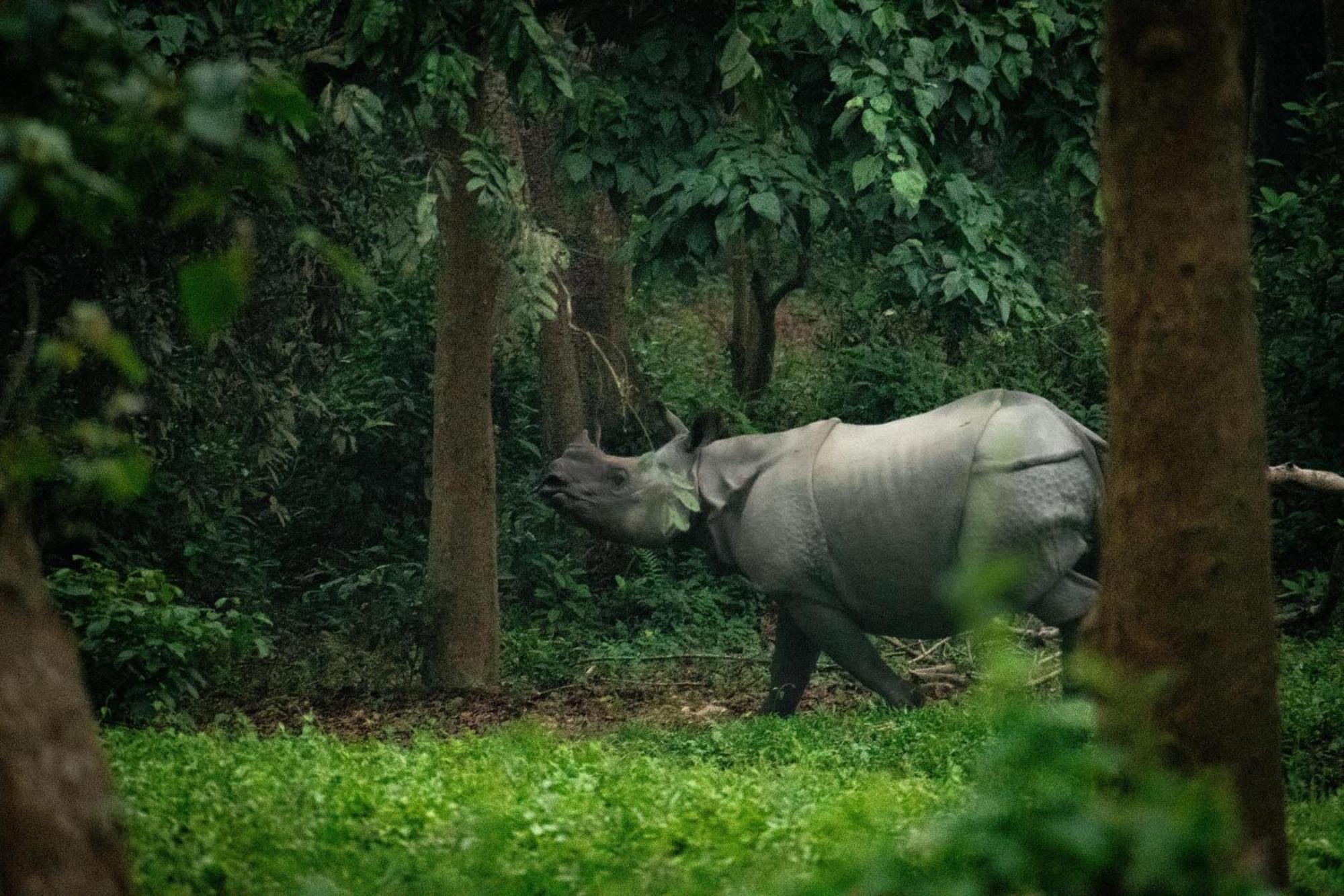 Hotel Tree Tops- A Serene Friendly Hotel In Sauraha Chitwan Exterior foto